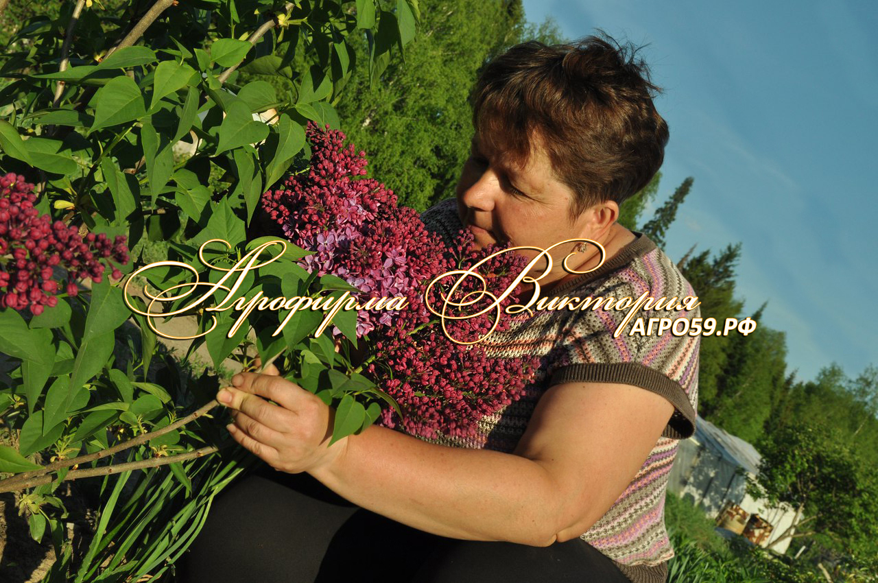 Питомник растений Агрофирма Виктория - Сирень ЗНАМЯ ЛЕНИНА (Znamya Lenina,  Россия, Колесников)